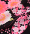 プリント生地　花蝶桜（黒／さくら）thumb4